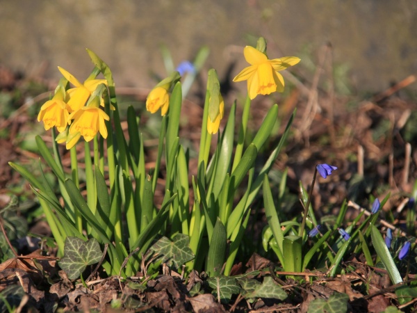 Fruehling 2009   018.jpg